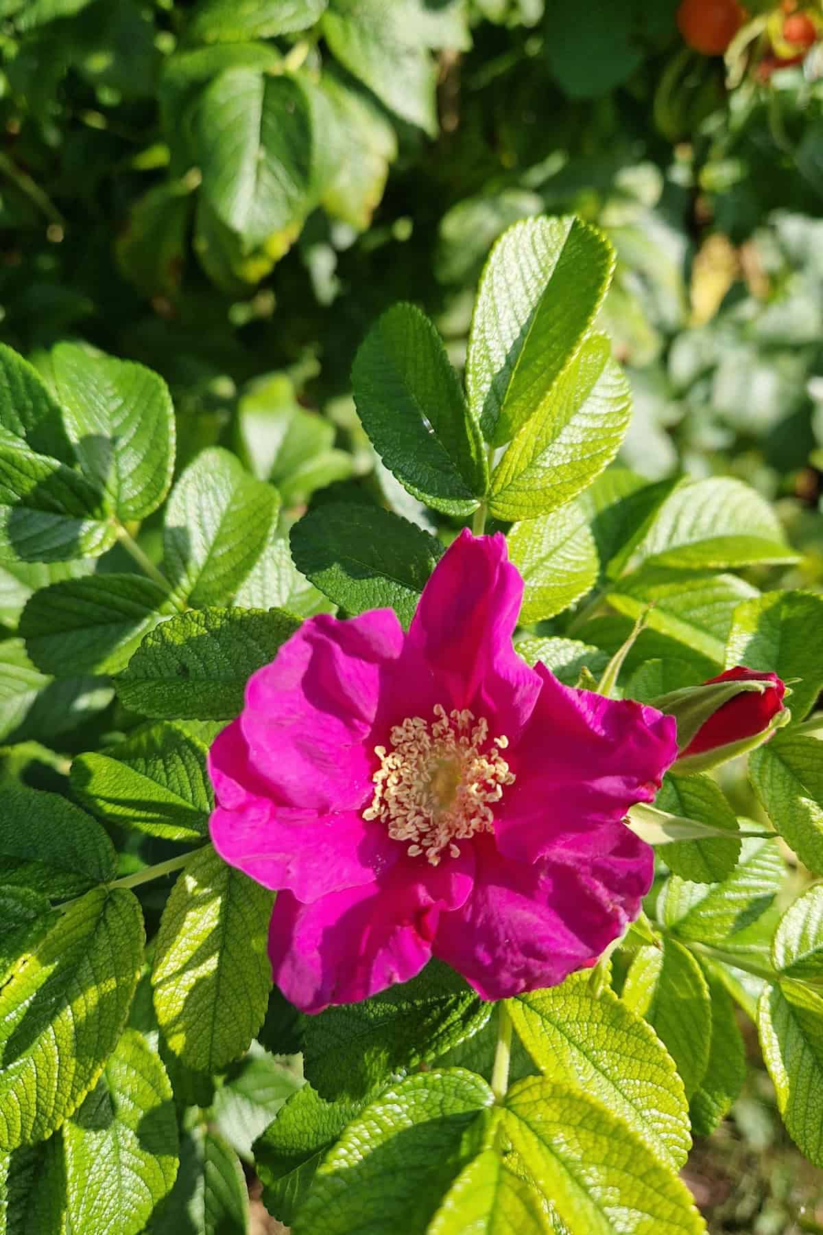 A blooming rosehip rose.