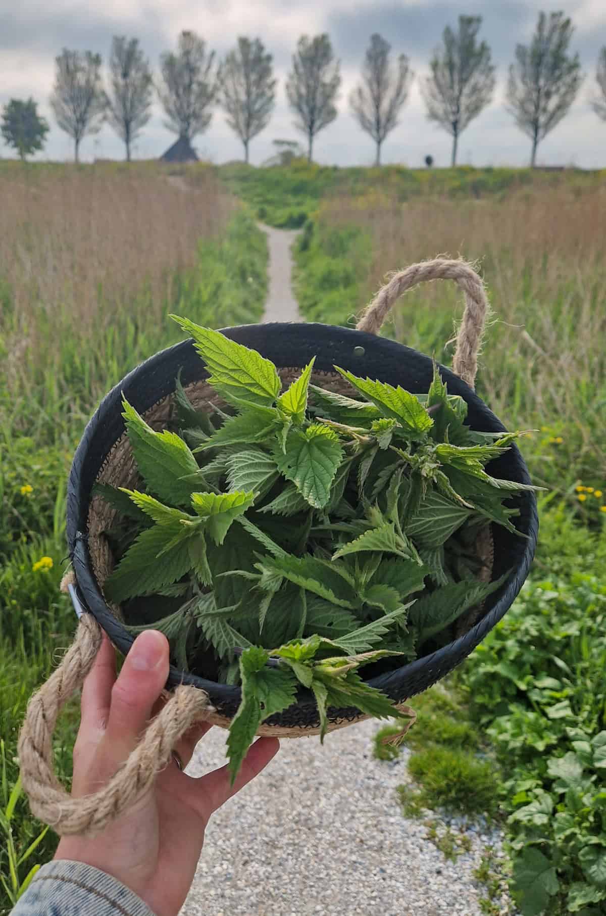 A hand holding up a bucket of freshly foraged nettle tops.