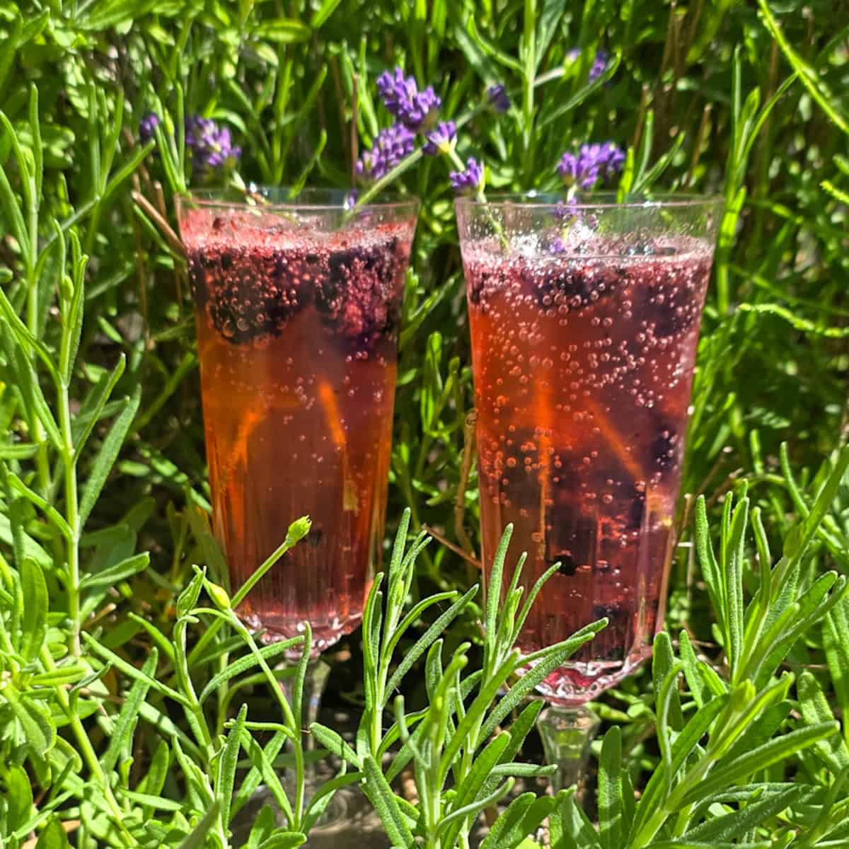 2 glasses filled with a lavender mocktail. The background are green lavender sprigs.